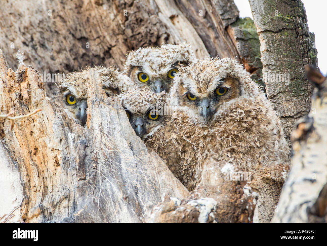 USA, Wyoming, Sublette County. Four, wet Great Horned Owl chicks hunker down in their cottonwood tree snag nest. Stock Photo