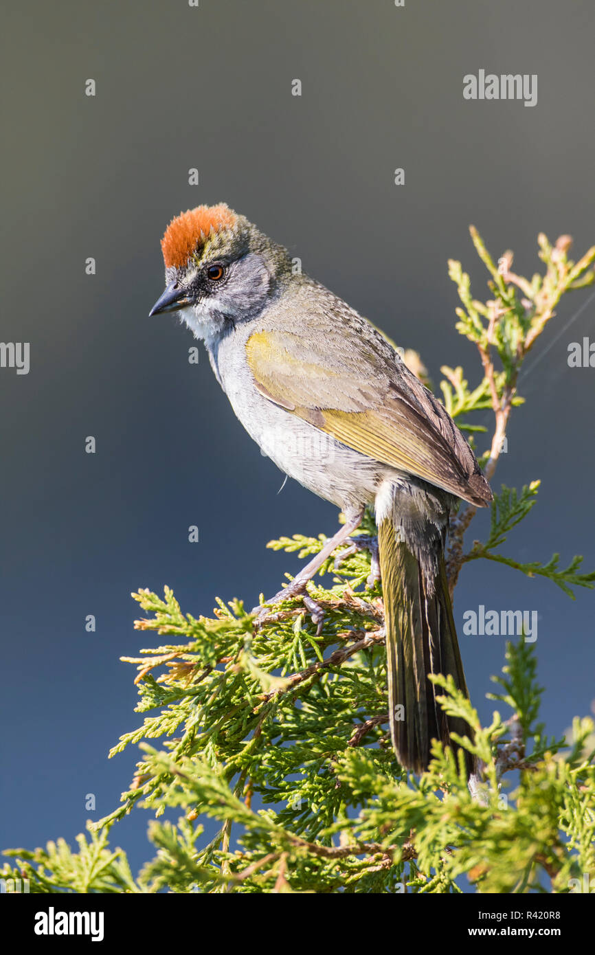USA, Wyoming, Sublette County. Pinedale, Green-tailed Towhee perched on a juniper branch in the. Stock Photo