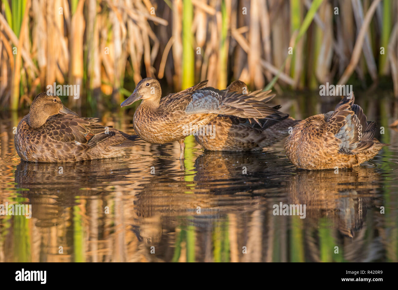 USA, Wyoming, Sublette County. Pinedale, Group of young Cinnamon Teal preen and stretch in the morning light. Stock Photo