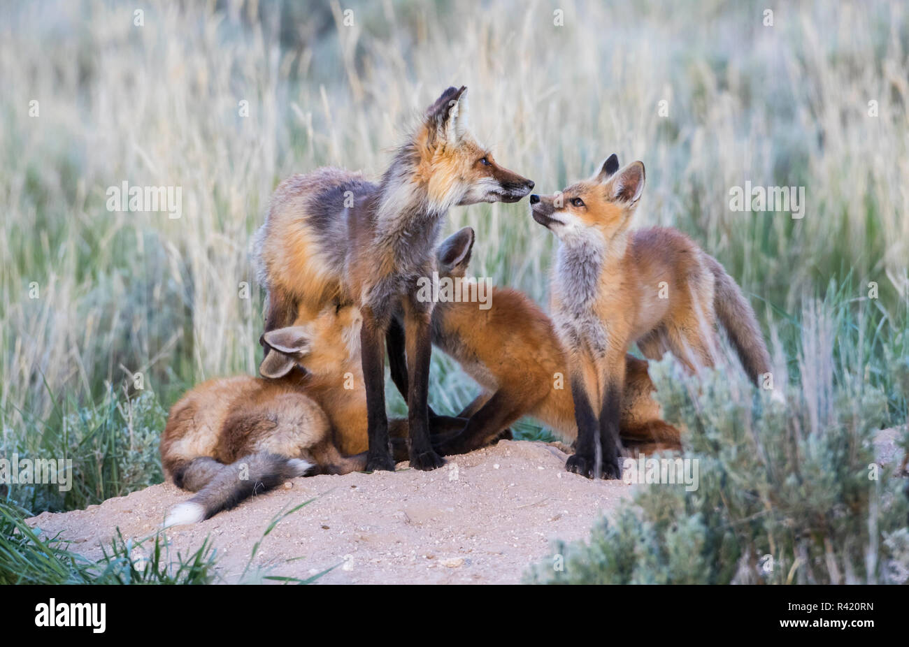 USA, Wyoming, Sublette County. Two red fox kits nurse their mother as ...