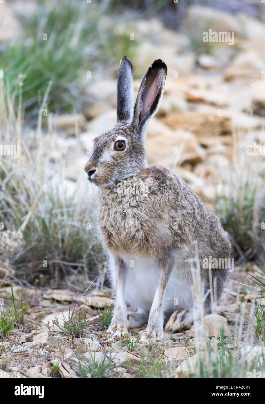 Jack Rabbit Usa >> Usa Wyoming Sublette County White Tailed Jackrabbit Jack Rabbit Usa >> Usa Wyoming Sublette County White Tailed Jackrabbit