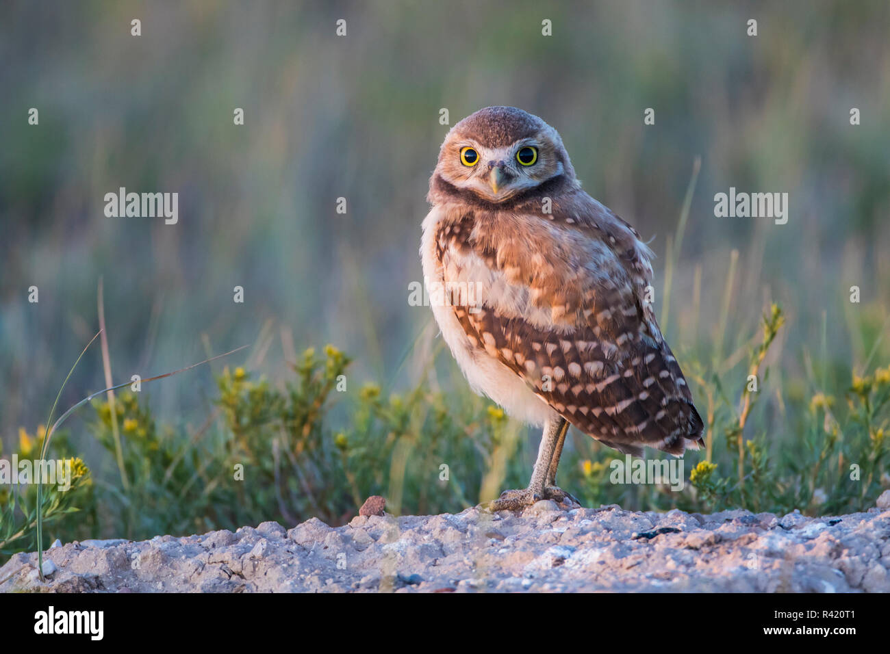 USA, Wyoming, Sublette County. Young Burrowing Owl standing at the edge of it's burrow awaiting the return of a parent with food. Stock Photo