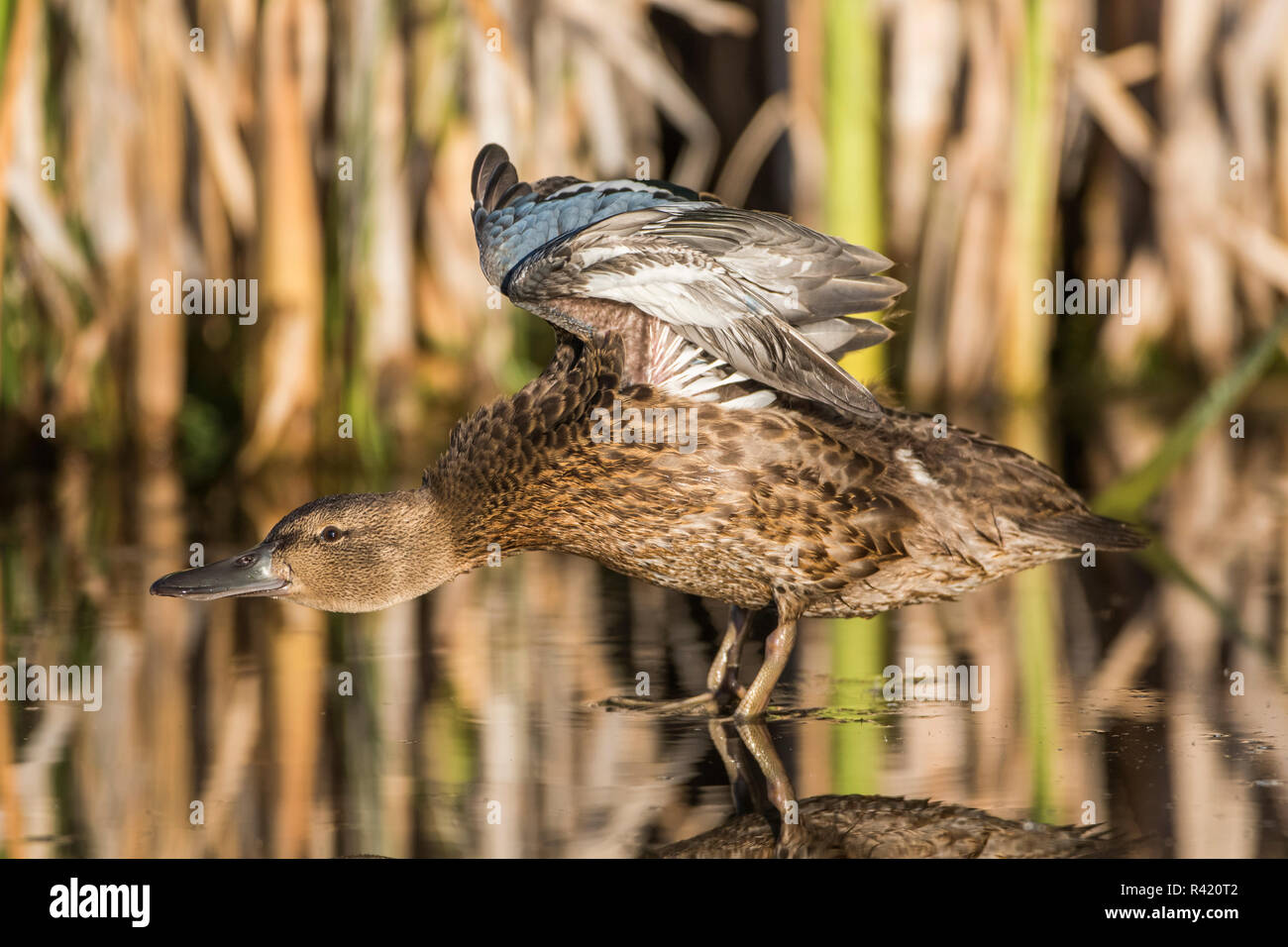 USA, Wyoming, Sublette County. Young Cinnamon Teal stretching it's wings as it standing in a cattail pond. Stock Photo