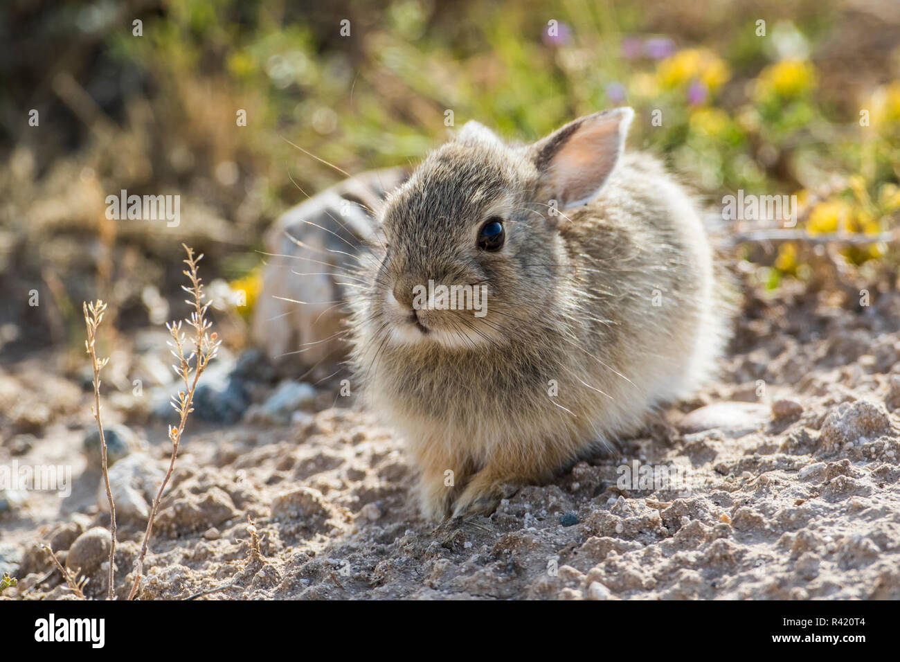 USA, Wyoming, Sublette County. Young cottontail rabbit sitting at the edge of it's burrow. Stock Photo