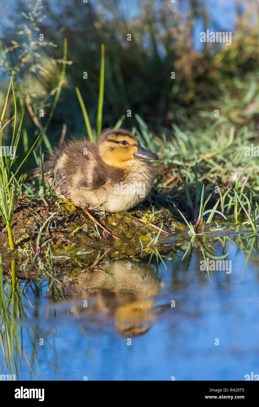 USA, Wyoming, Sublette County. Young duckling resting on a mud flat island while being reflected in a pond. Stock Photo