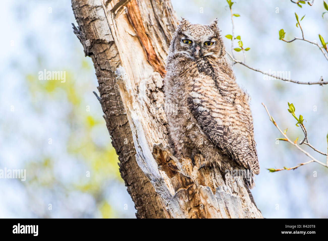 USA, Wyoming, Sublette County. Young Great Horned Owl recently left the nest and now sitting on a branch of a cottonwood tree. Stock Photo