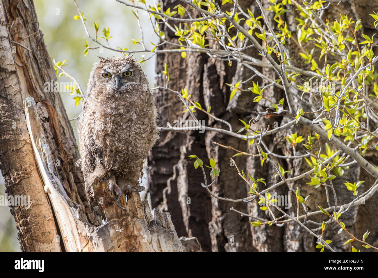 USA, Wyoming, Sublette County. Young Great Horned Owl sitting on the edge of it's nest in a cottonwood snag after a spring rainstorm. Stock Photo