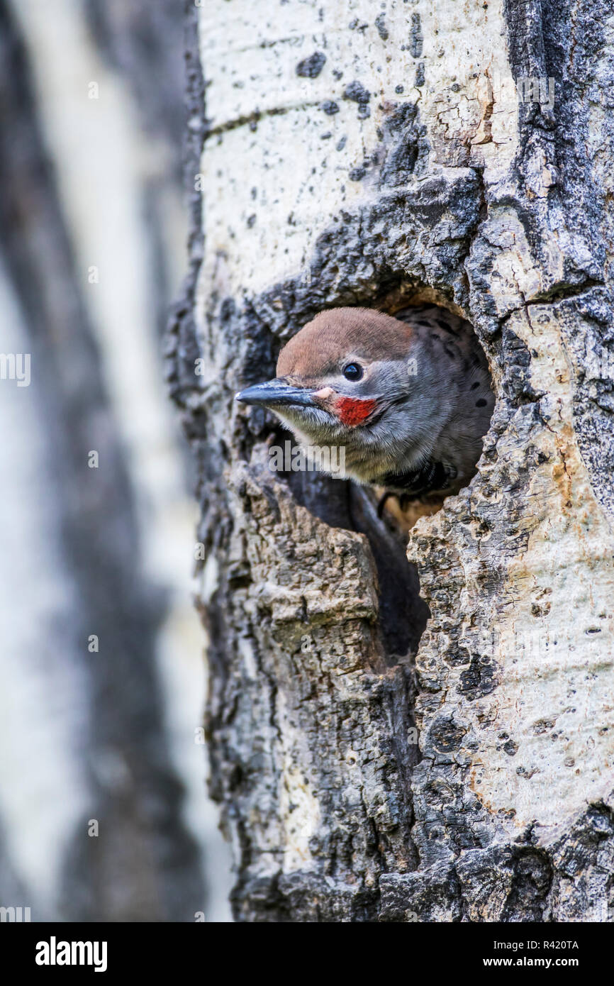 USA, Wyoming, Sublette County. Young male Northern Flicker peering from it's nest cavity in an aspen tree. Stock Photo