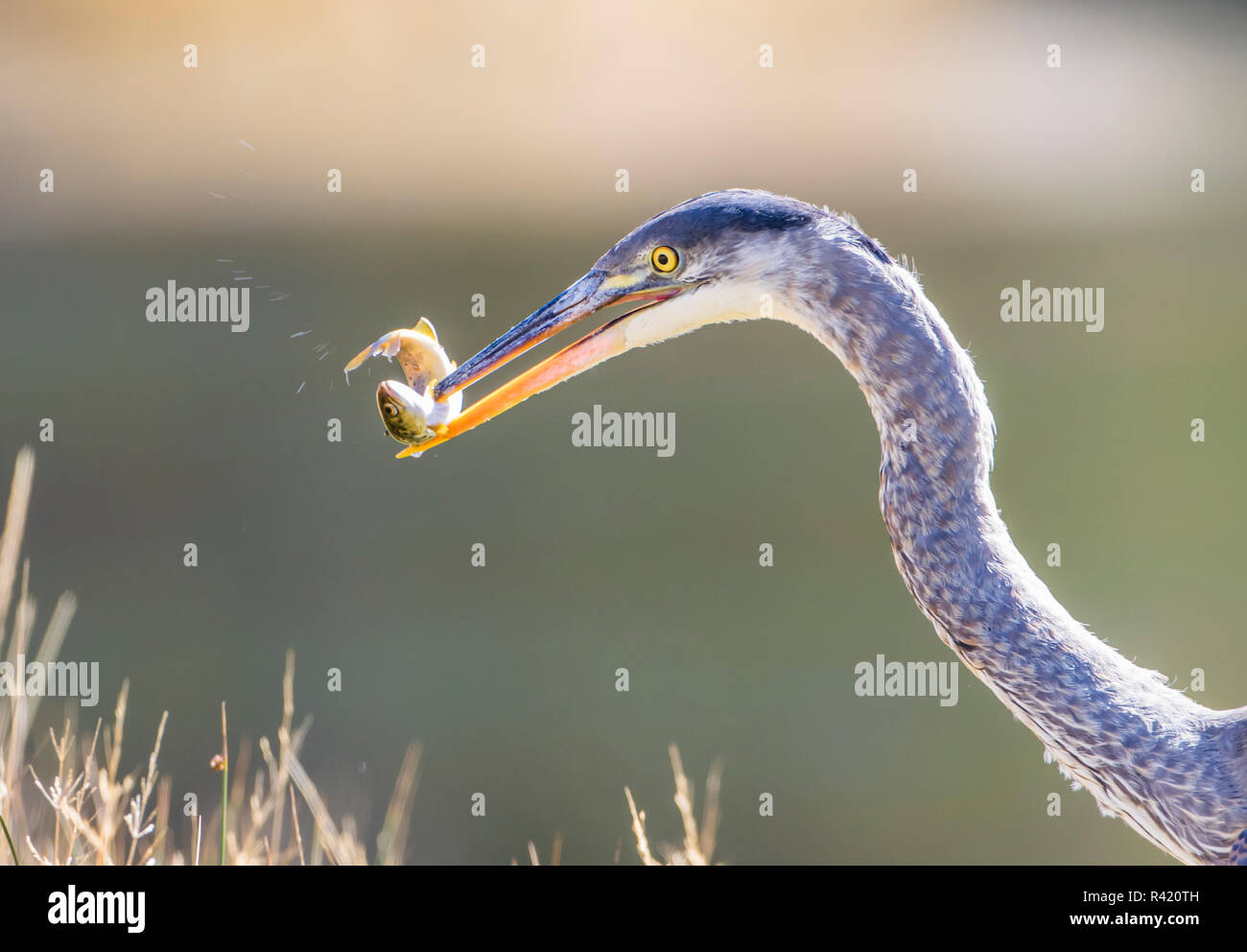 USA, Wyoming, Yellowstone National Park, Great Blue Heron catches a small fish along the Madison River. Stock Photo
