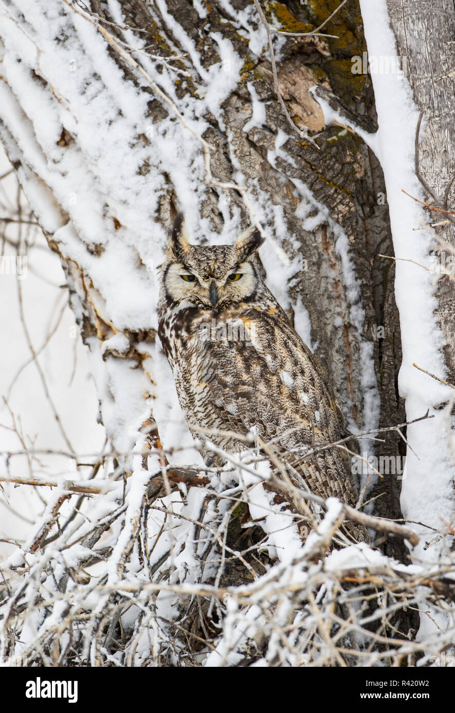 USA, Wyoming, Sublette County. Great Horned Owl perching in a Cottonwood tree after a spring snowstorm. Stock Photo