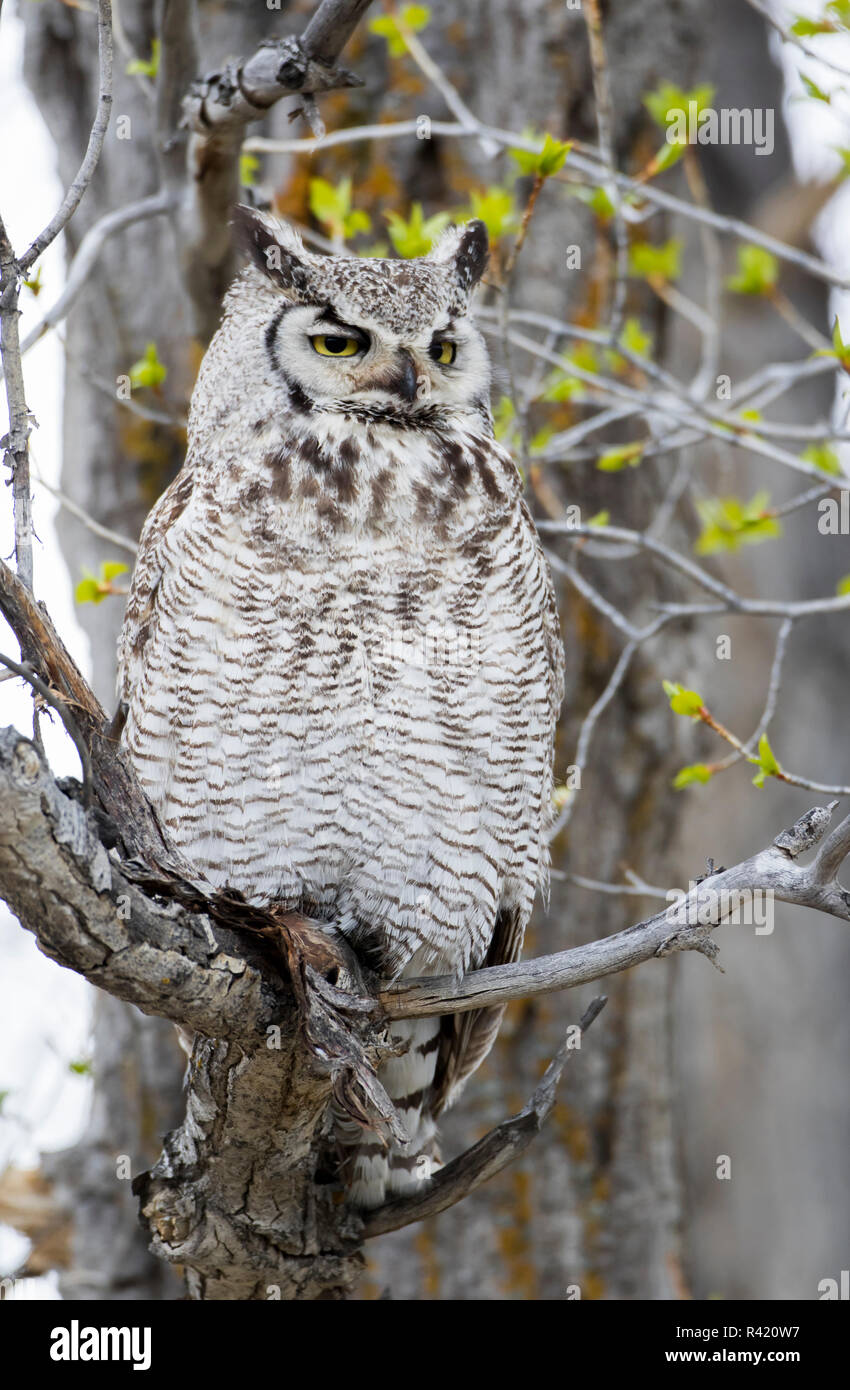 USA, Wyoming, Sublette County. Great Horned Owl sits on a cottonwood tree branch in springtime. Stock Photo