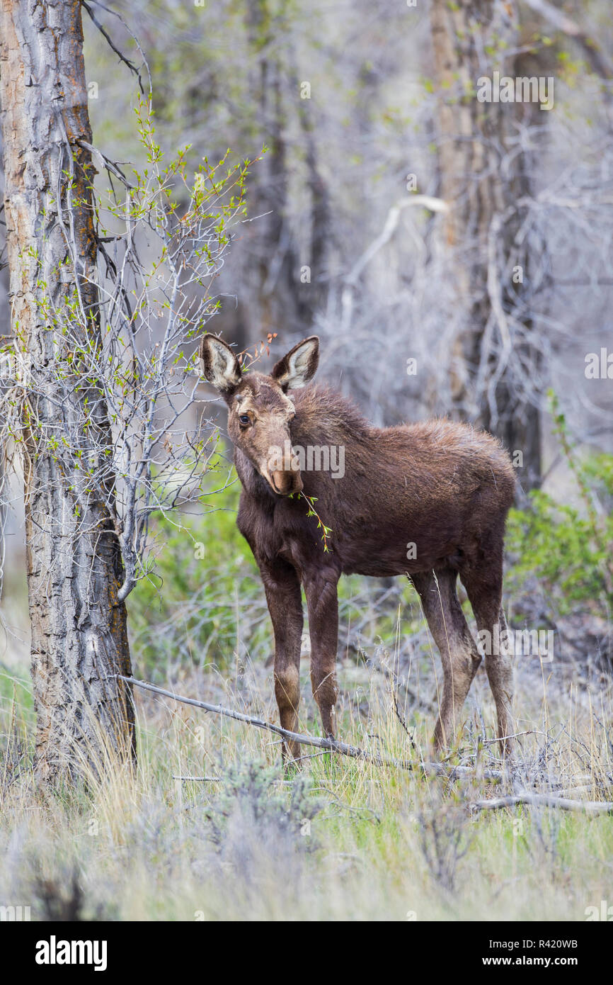 USA, Wyoming, Sublette County. Pinedale, yearling moose calf nibbles on a cottonwood tree. Stock Photo