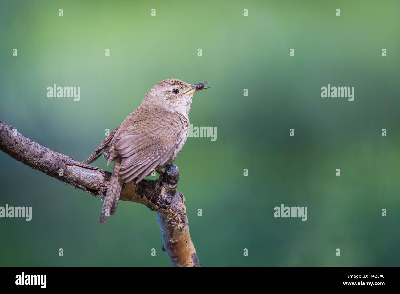 USA, Wyoming, Sublette County. House Wren carrying a small insect to feed its nestlings Stock Photo