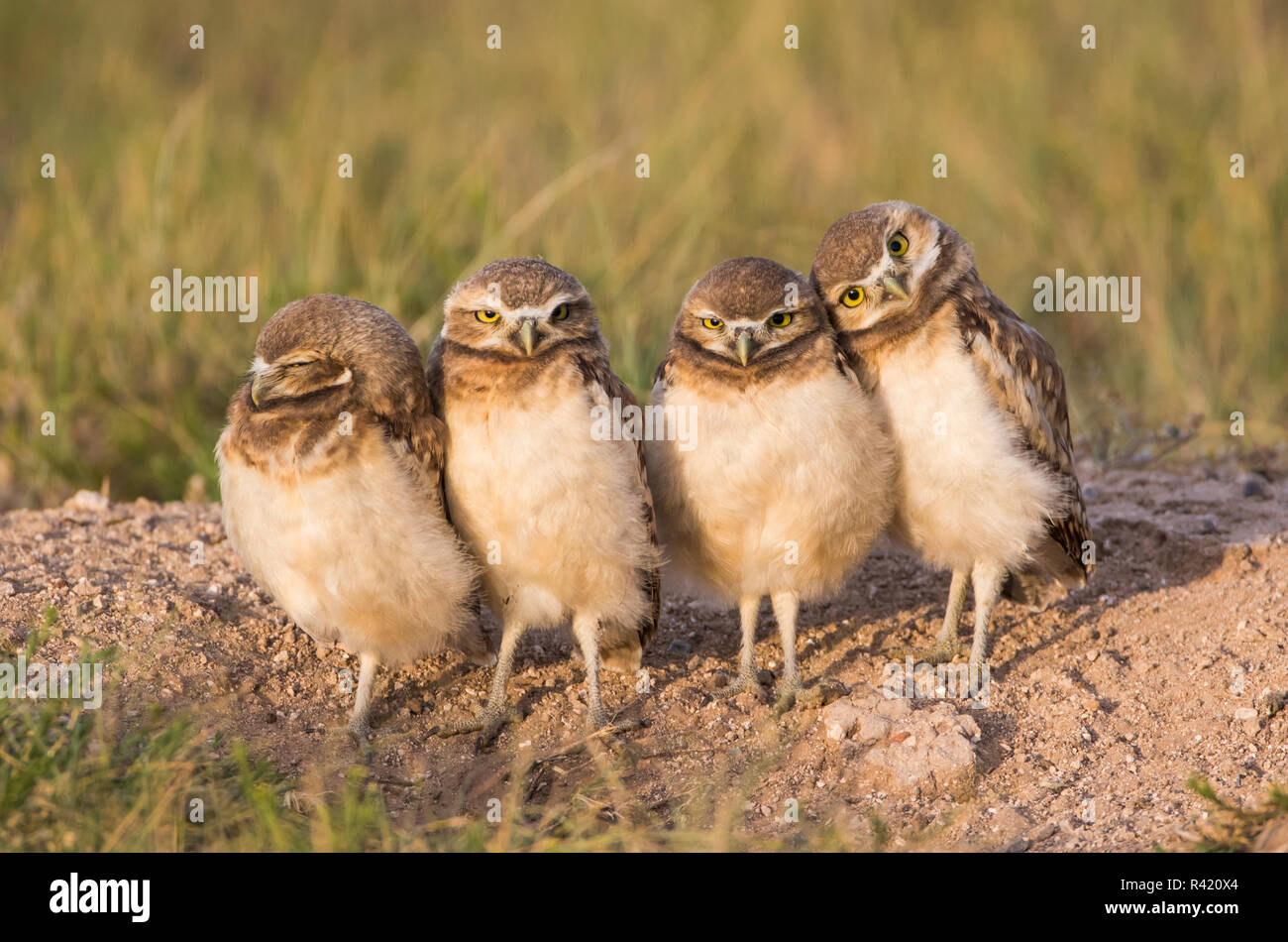 USA, Wyoming, Sublette County. Four Burrowing Owl chicks stand at the