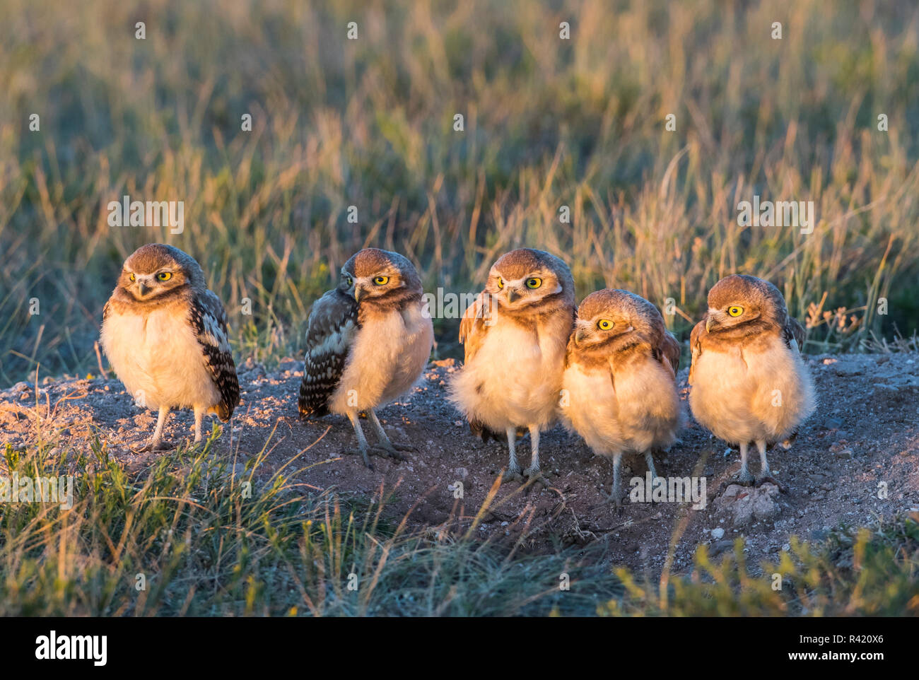 USA, Wyoming, Sublette County. Five young Burrowing Owls stand in evening light at the edge of their burrow. Stock Photo