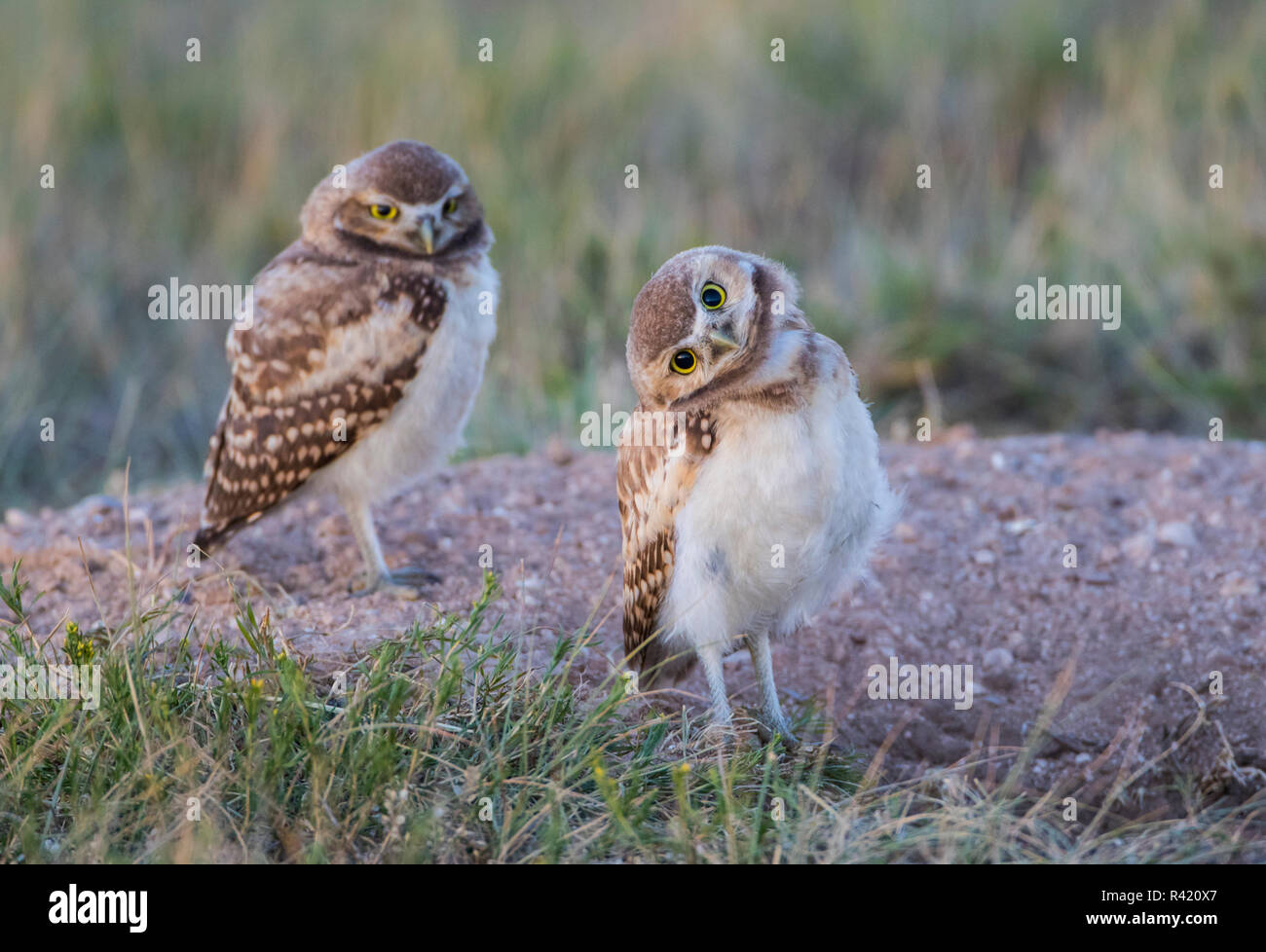 USA, Wyoming, Sublette County. Two young Burrowing owls stand at the edge of their natal burrow Stock Photo