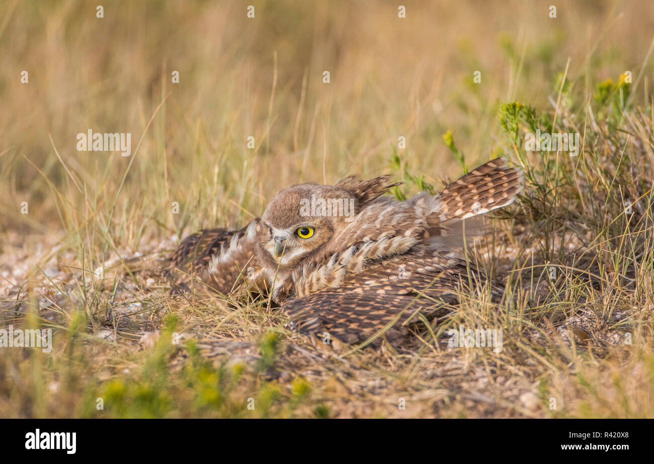 USA, Wyoming, Sublette County. Young Burrowing Owl spreads its wings during a summer rain storm. Stock Photo