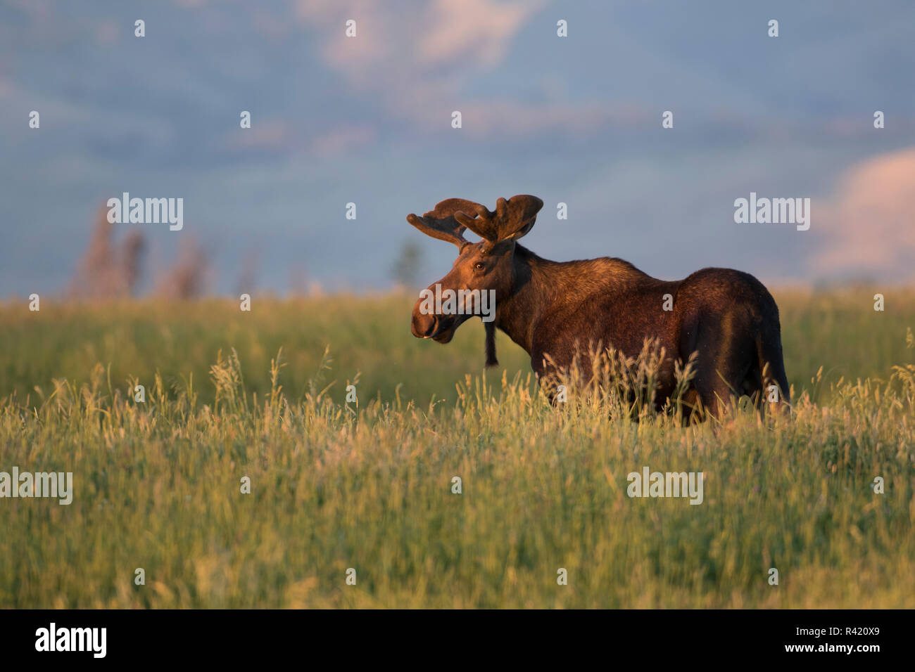 USA, Wyoming, Sublette County. Bull moose stands in tall grasses at evening light Stock Photo