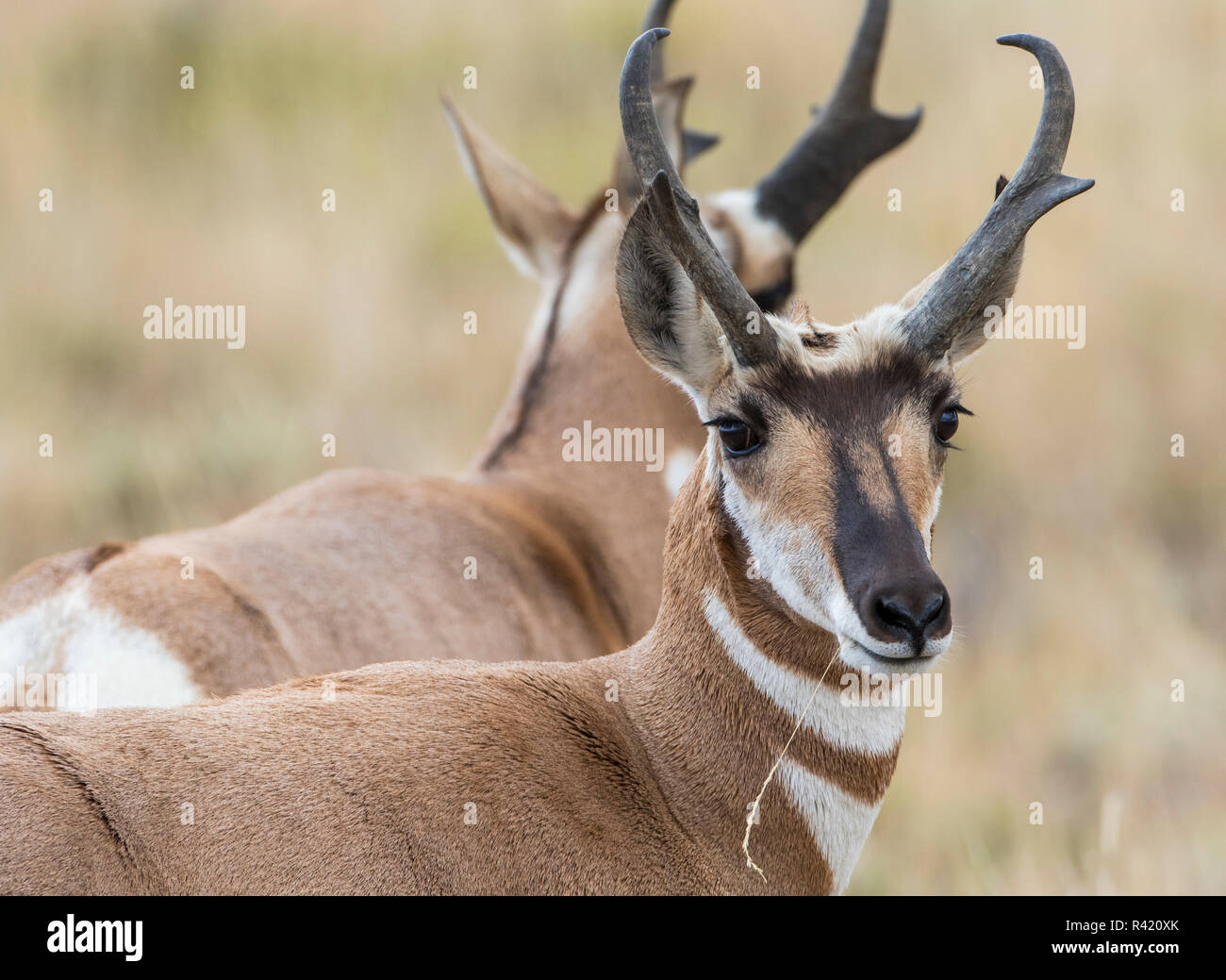 USA, Wyoming, Sublette County. Pronghorn buck, one of the fastest known land mammals. Stock Photo