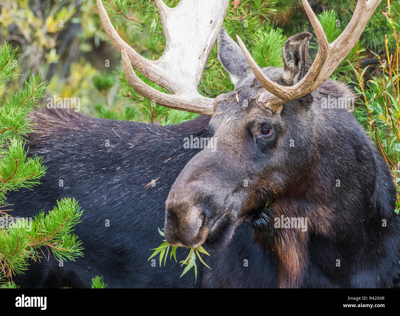 Moose eating branch hires stock photography and images Alamy