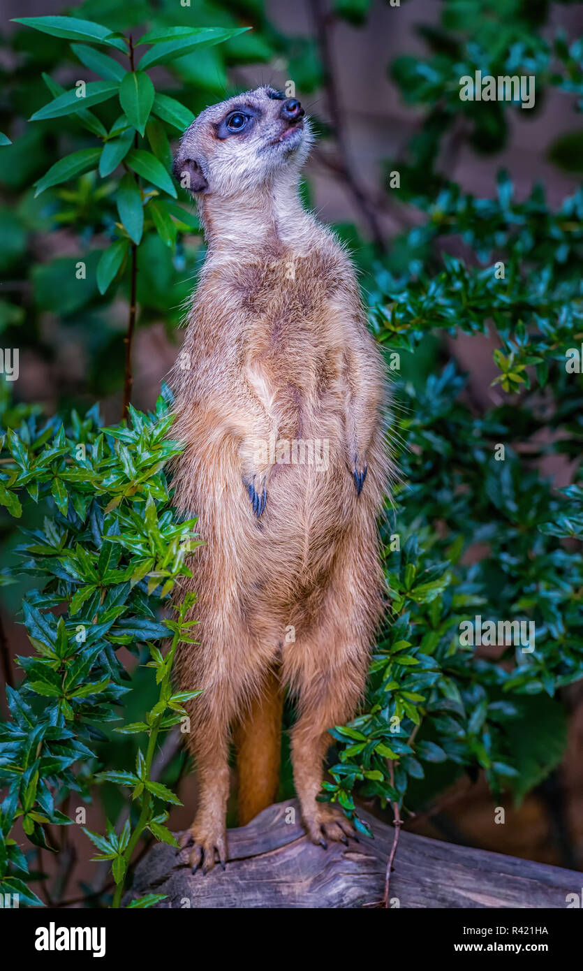 meerkat standing on hind legs Stock Photo