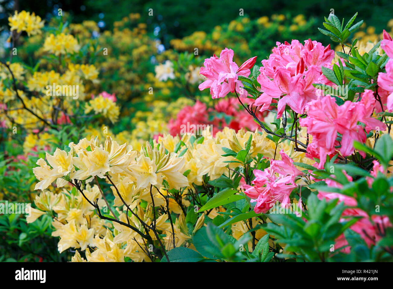 Gorgeous Rhododendrons High Resolution Stock Photography and Images - Alamy