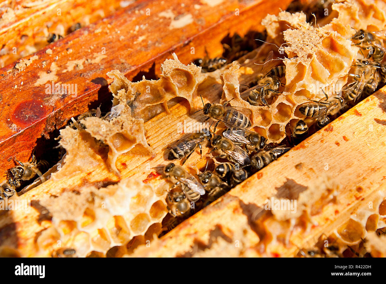 Busy bees, close up view of the working bees on honeycomb. Stock Photo