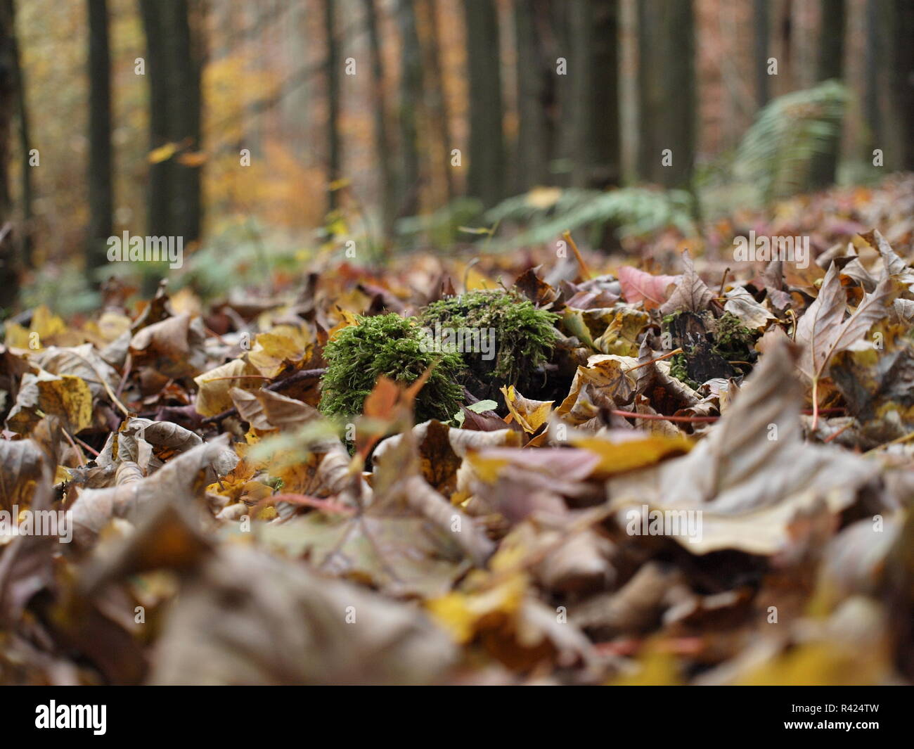 moos in blättermeer Stock Photo - Alamy