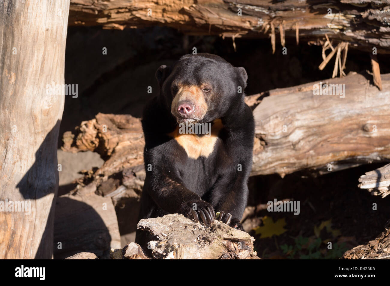 Sun bear also known as a Malaysian bear Stock Photo - Alamy