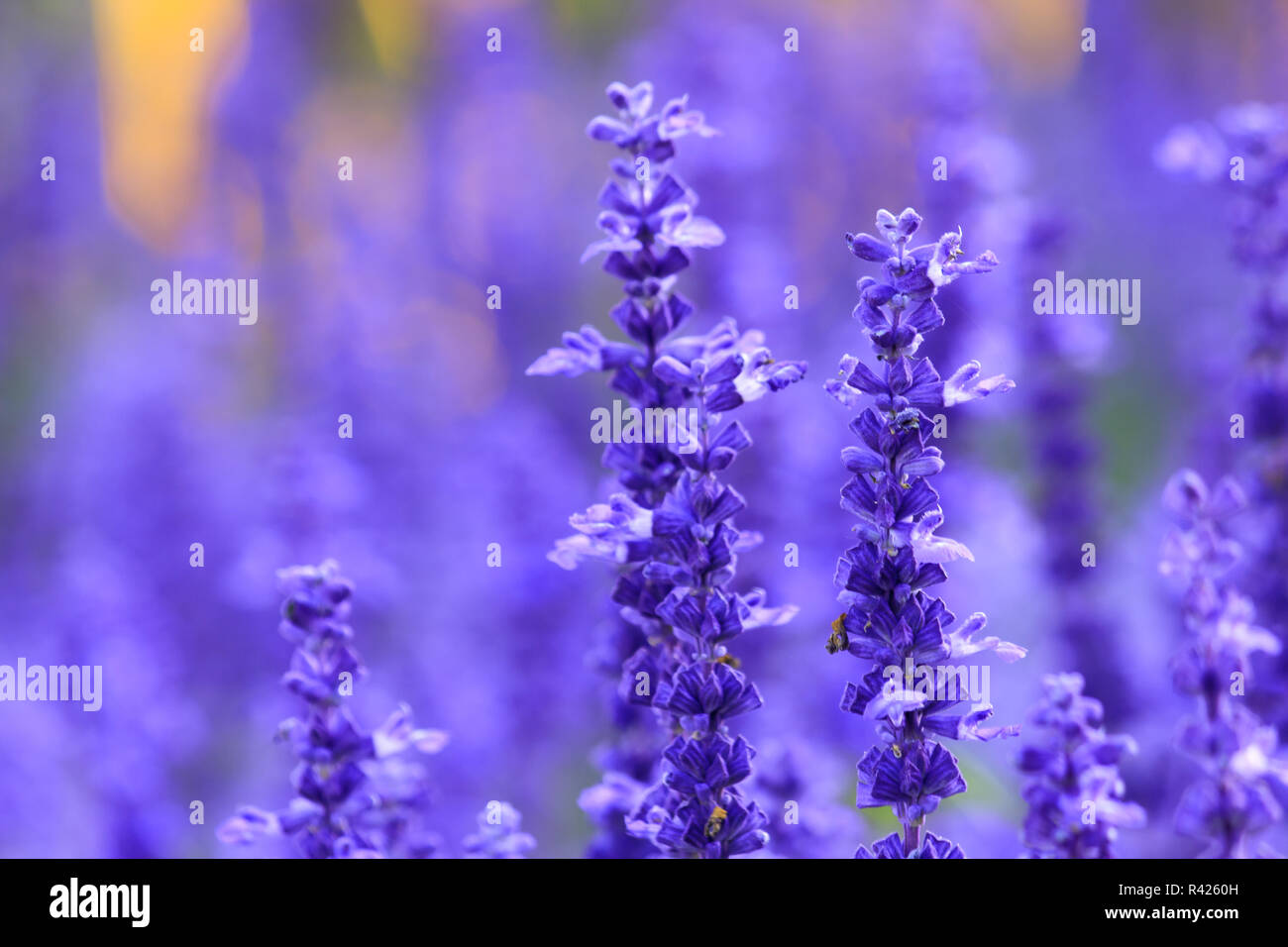 Victoria Blue salvia flowers are blooming. Stock Photo