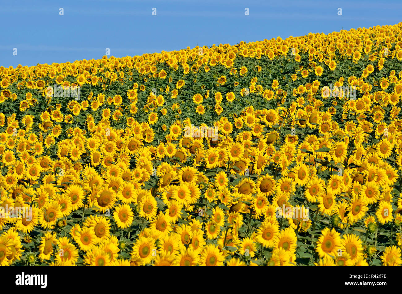 Sunflower Cultivation High Resolution Stock Photography and Images Alamy