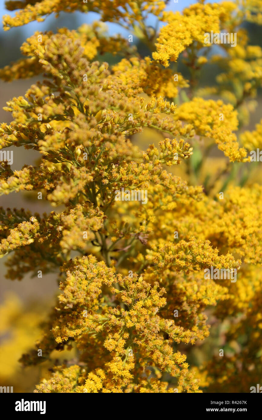 Goldenrod yellow meadow flowers Stock Photo Alamy