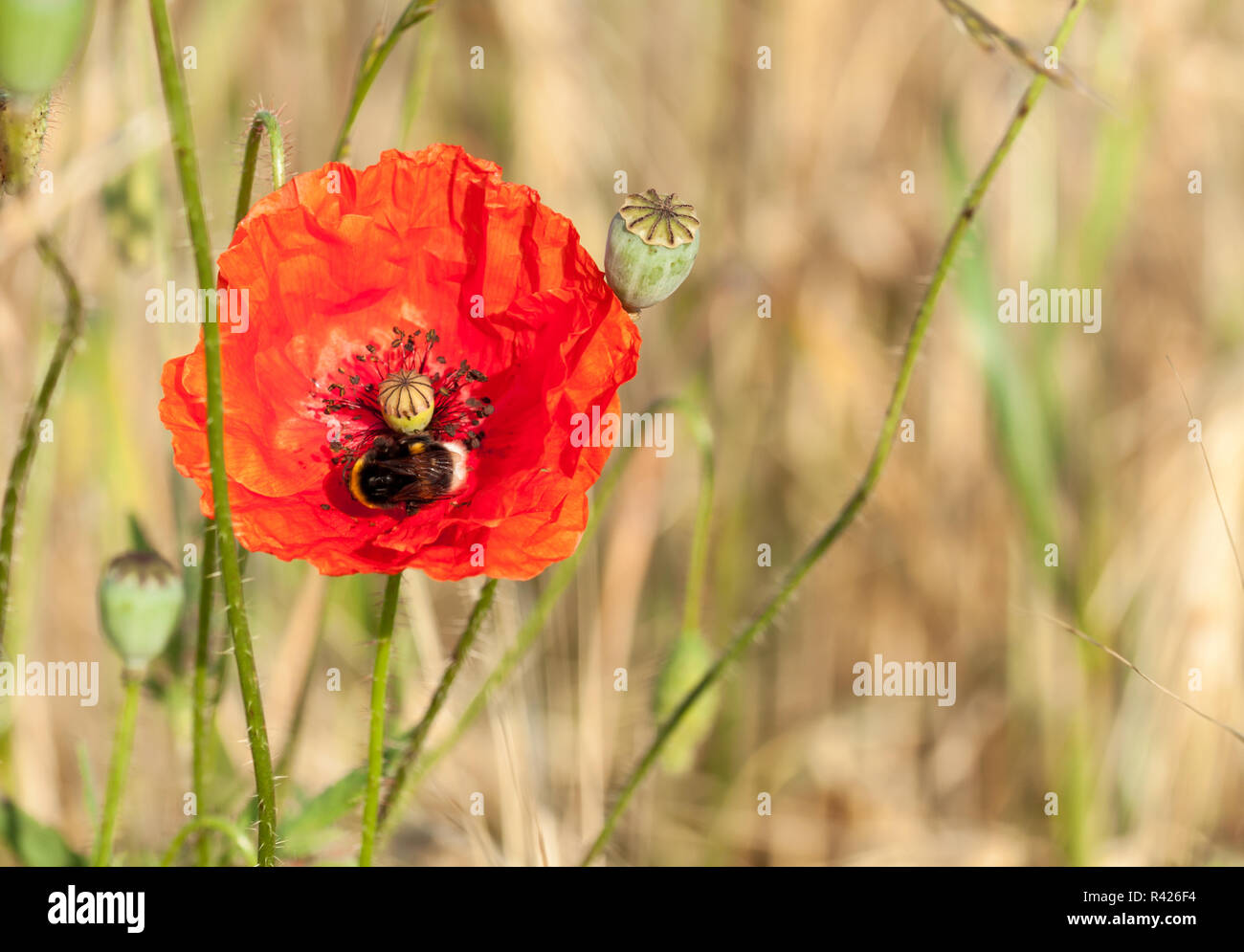Poppy Rummery Rspb Poppy red insect field hi-res stock photography and images - Alamy