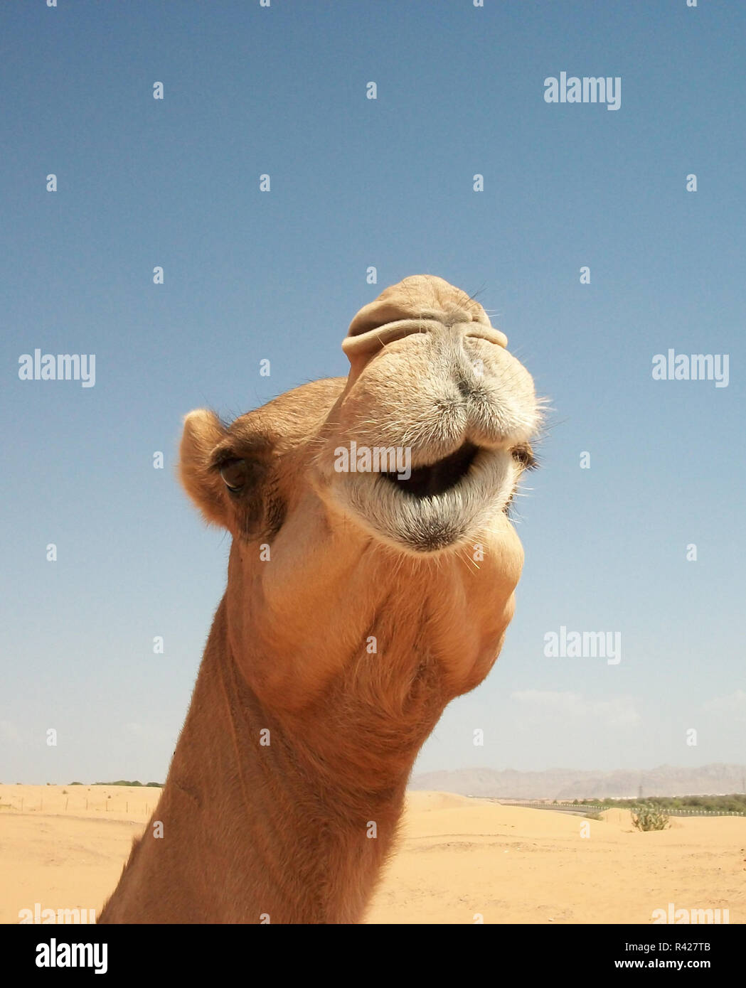 Camels in the desert Stock Photo