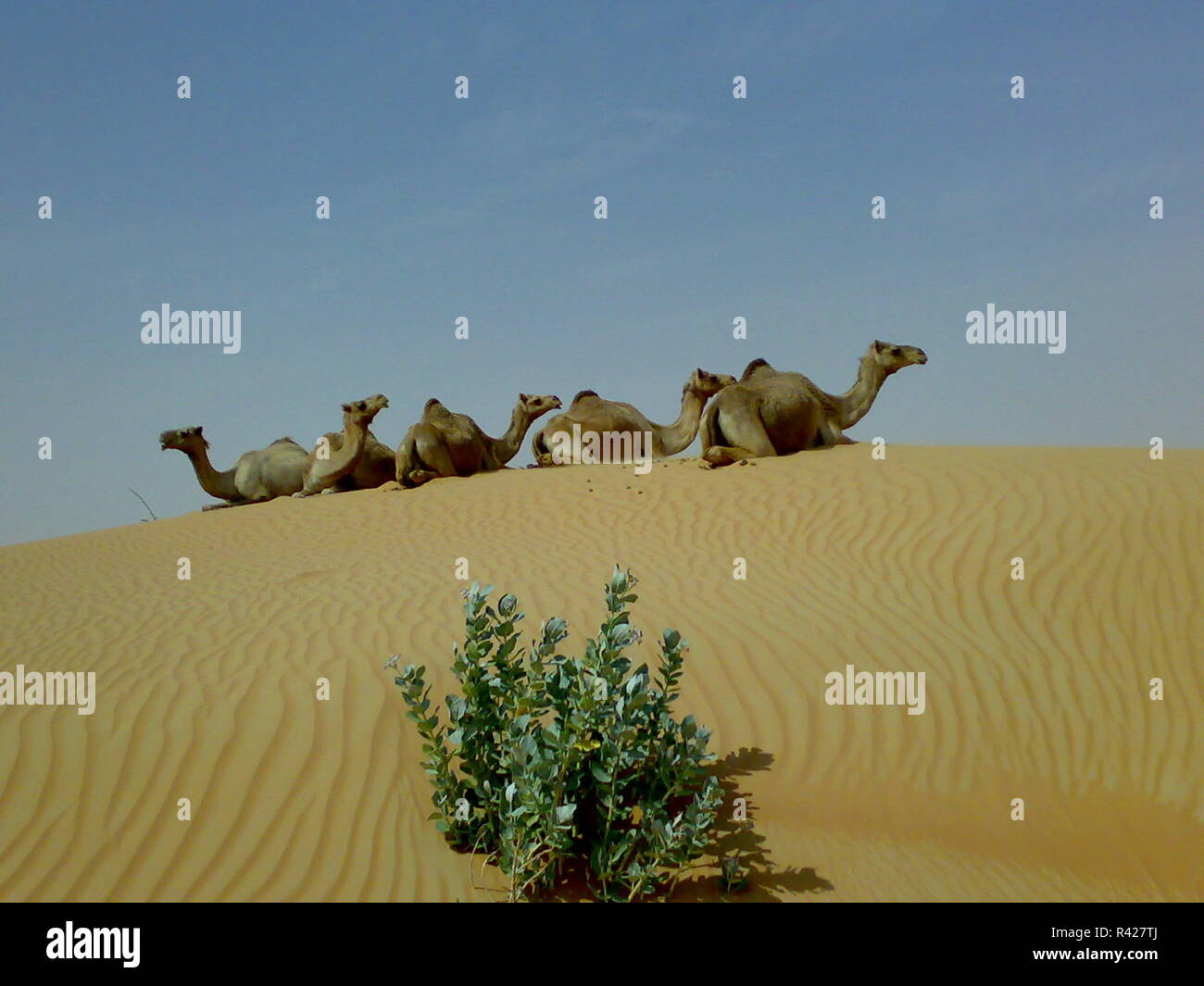 Camels in the desert Stock Photo