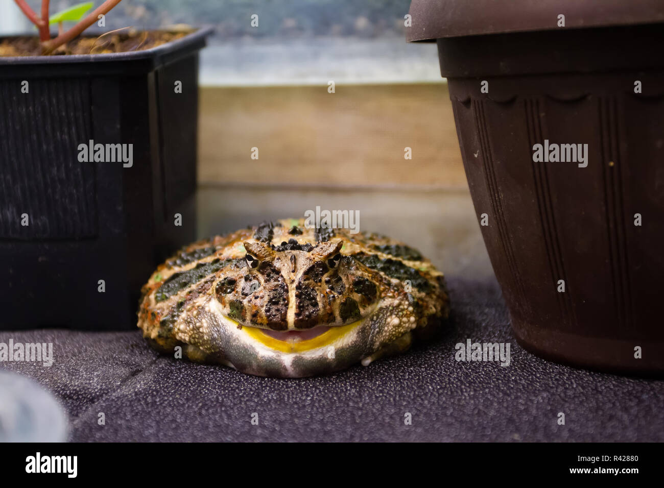 big frog in an aquarium Stock Photo