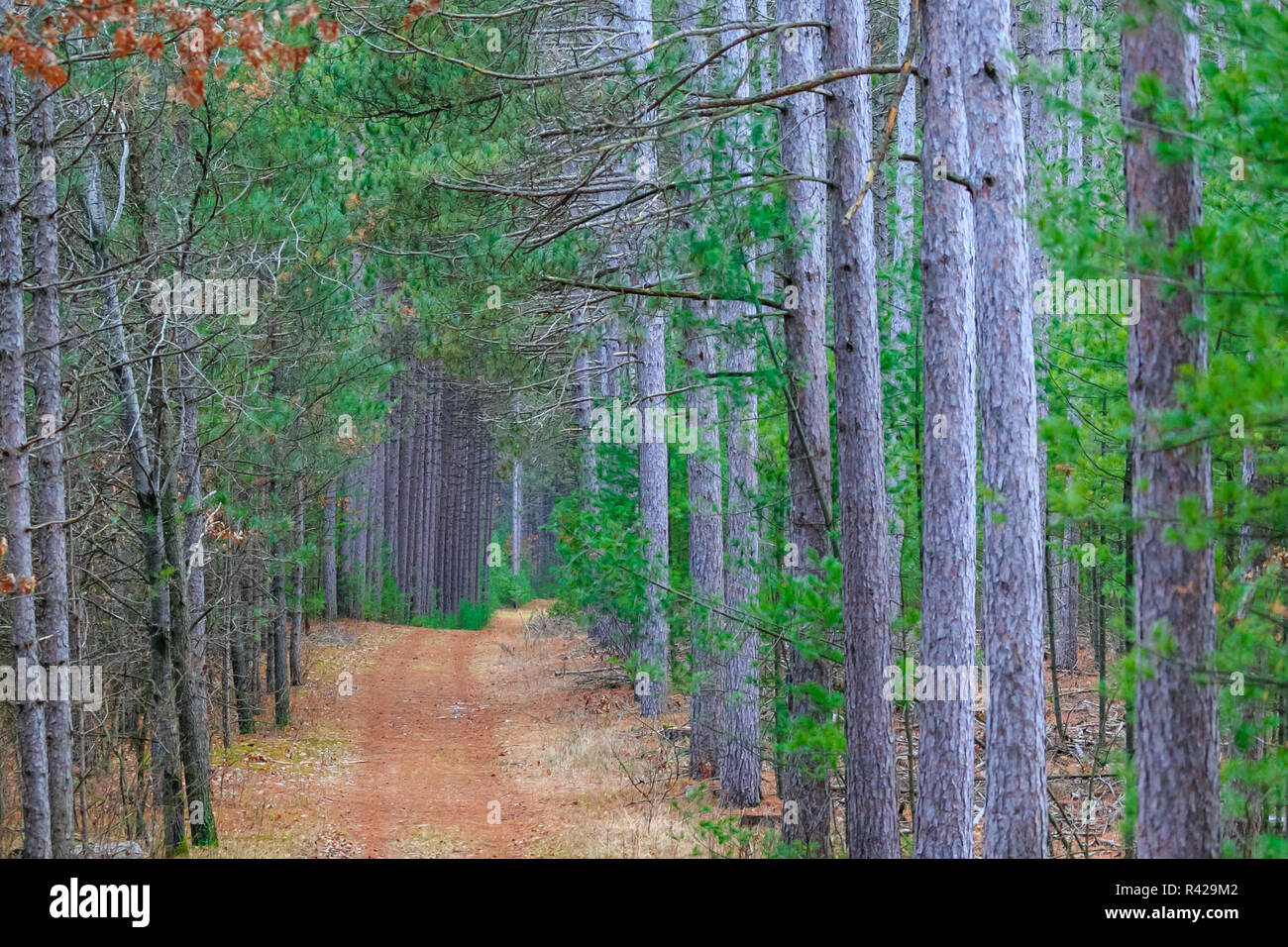 Logging road next to tall pine trees in Wisconsin Stock Photo Alamy