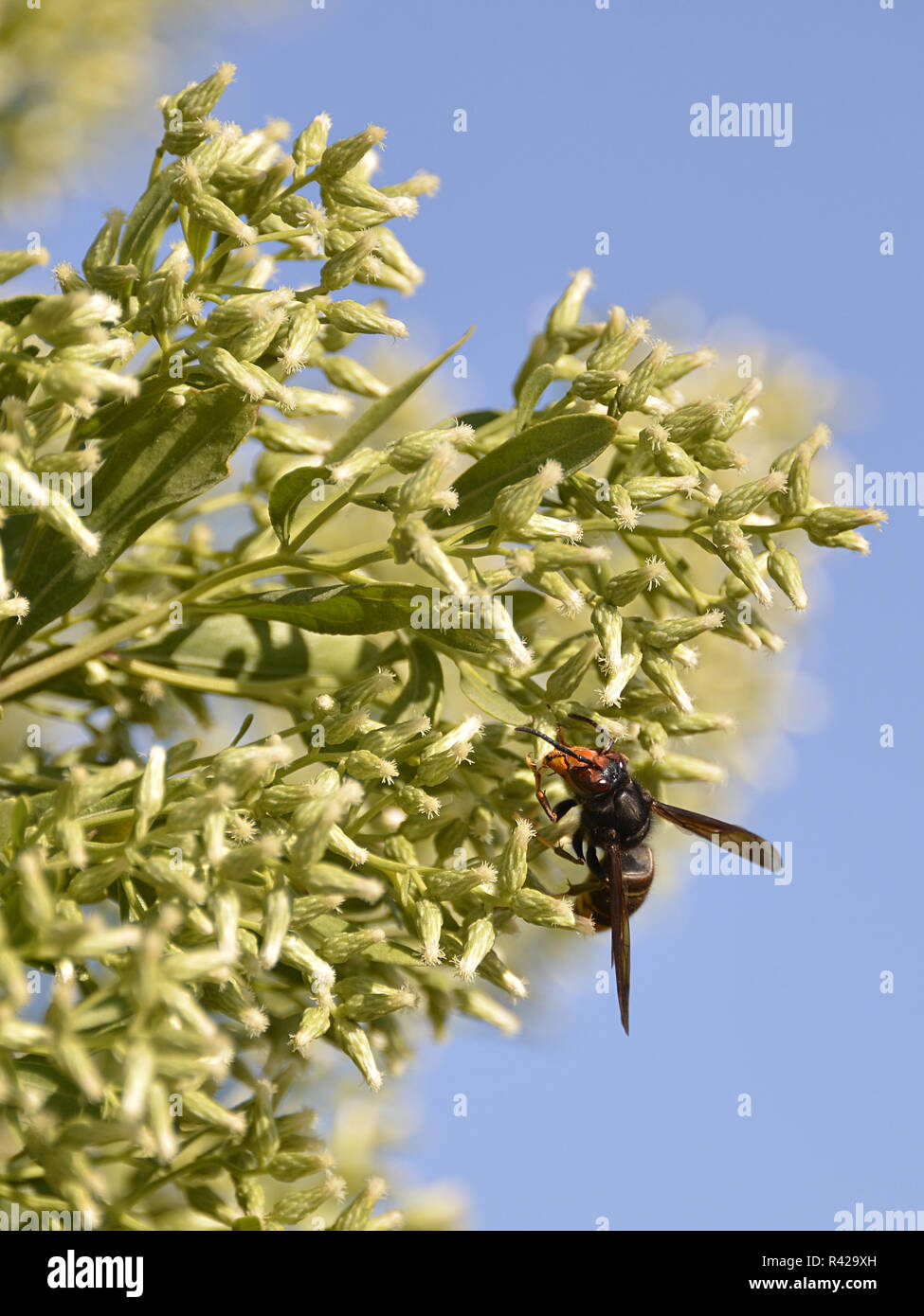 Asian predatory wasp feeding on plant Stock Photo