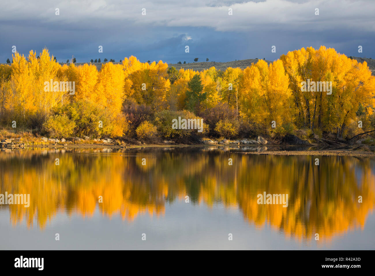 USA, Wyoming, Sublette County. The Cottonwood trees reflect their autumn color in the CCC ponds