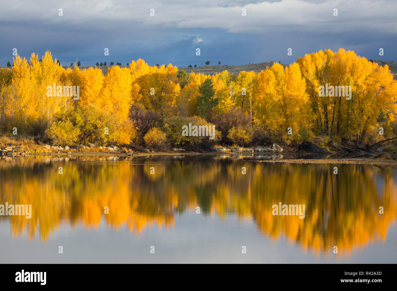 USA, Wyoming, Sublette County. The Cottonwood trees reflect their autumn color in the CCC ponds near Pinedale, Wyoming. Stock Photo