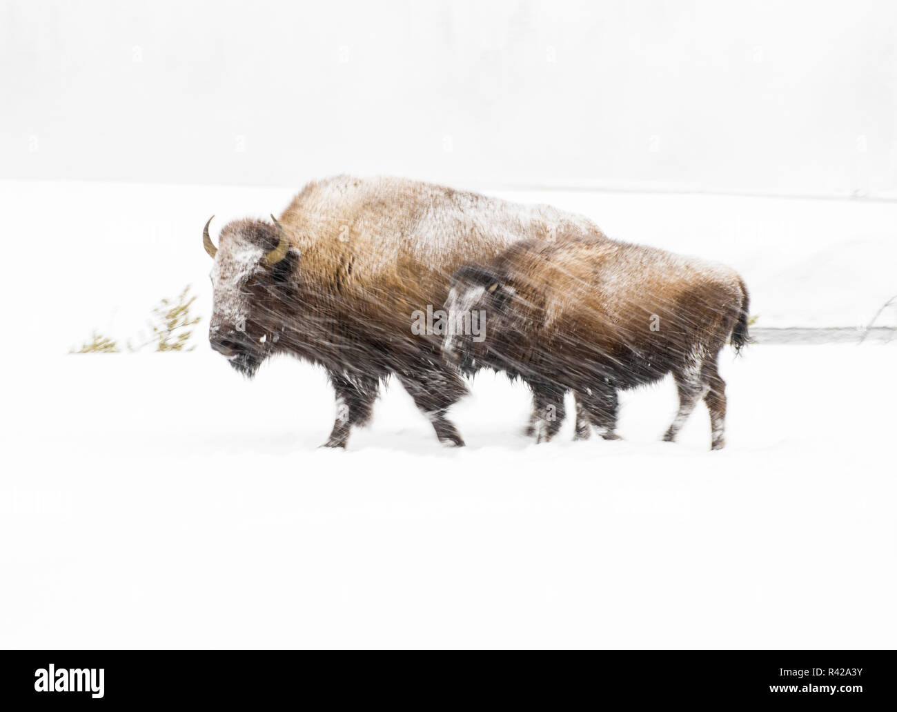 USA, Wyoming, Yellowstone National Park. Bison in winter. Stock Photo