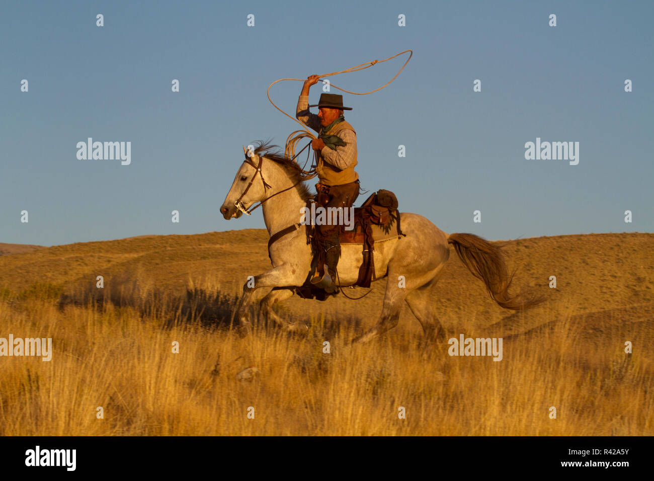 USA, Wyoming, Shell, The Hideout Ranch, Cowboy With Lasso Riding Galloping Horse in Golden Light at End of Day (MR, PR) Stock Photo