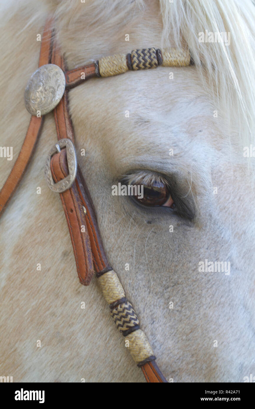 USA, Wyoming, Shell, The Hideout Ranch, Close-up of Horse's Head (MR, PR) Stock Photo