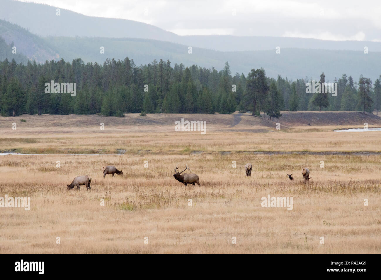 Yellowstone National Park, Wyoming, USA. Bull Elk bugling with group of elk Stock Photo Alamy