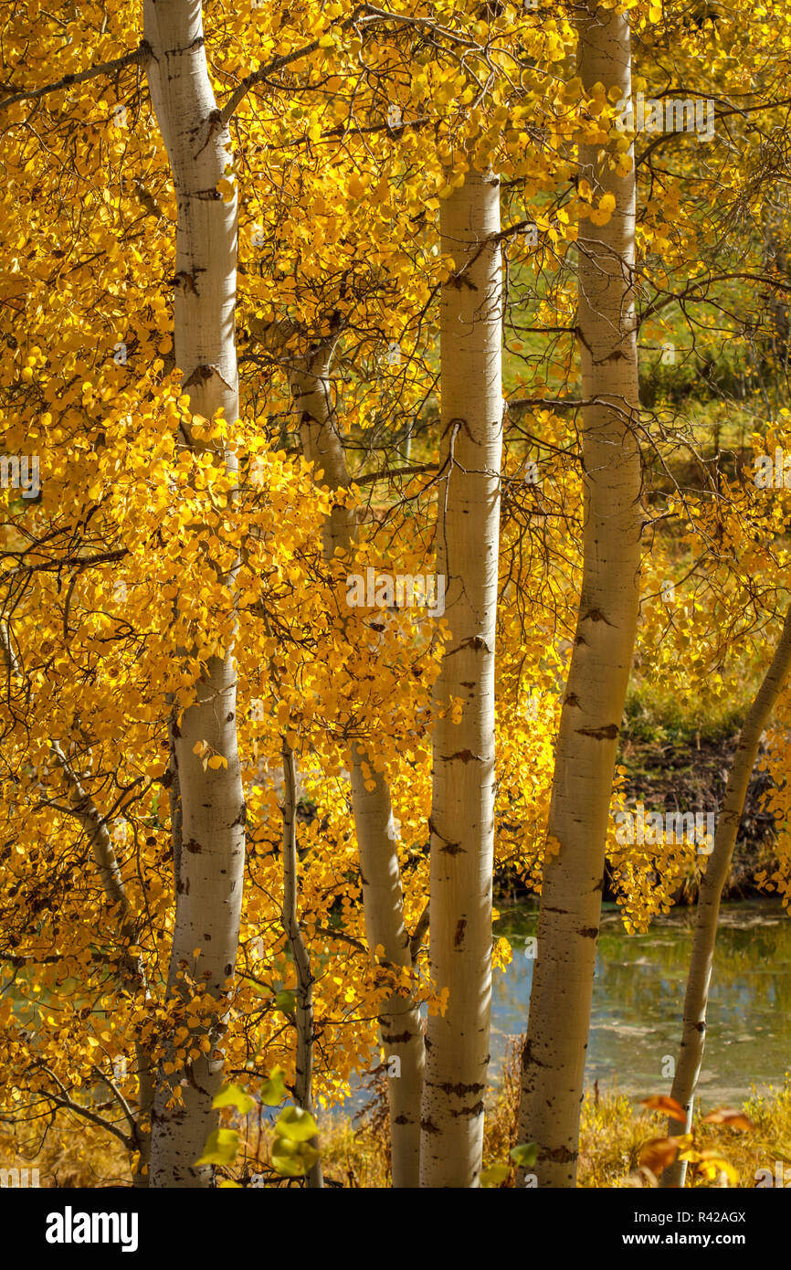 USA, Wyoming. Aspen trees with yellow leaves next to a pond Stock Photo