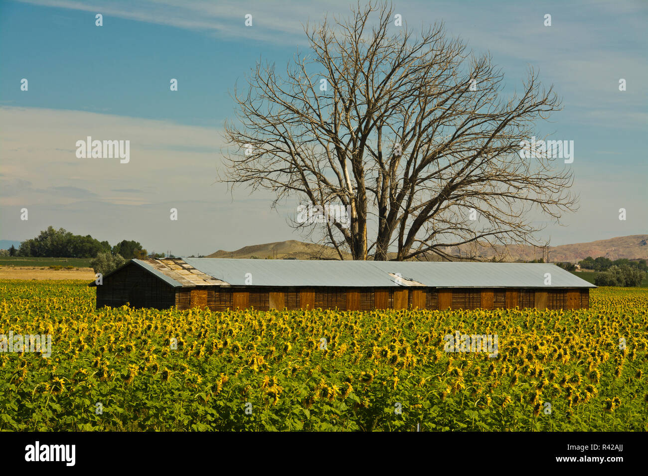 Sunflower Farm, Northern Farms, Cody, Wyoming, Usa Stock Photo Alamy