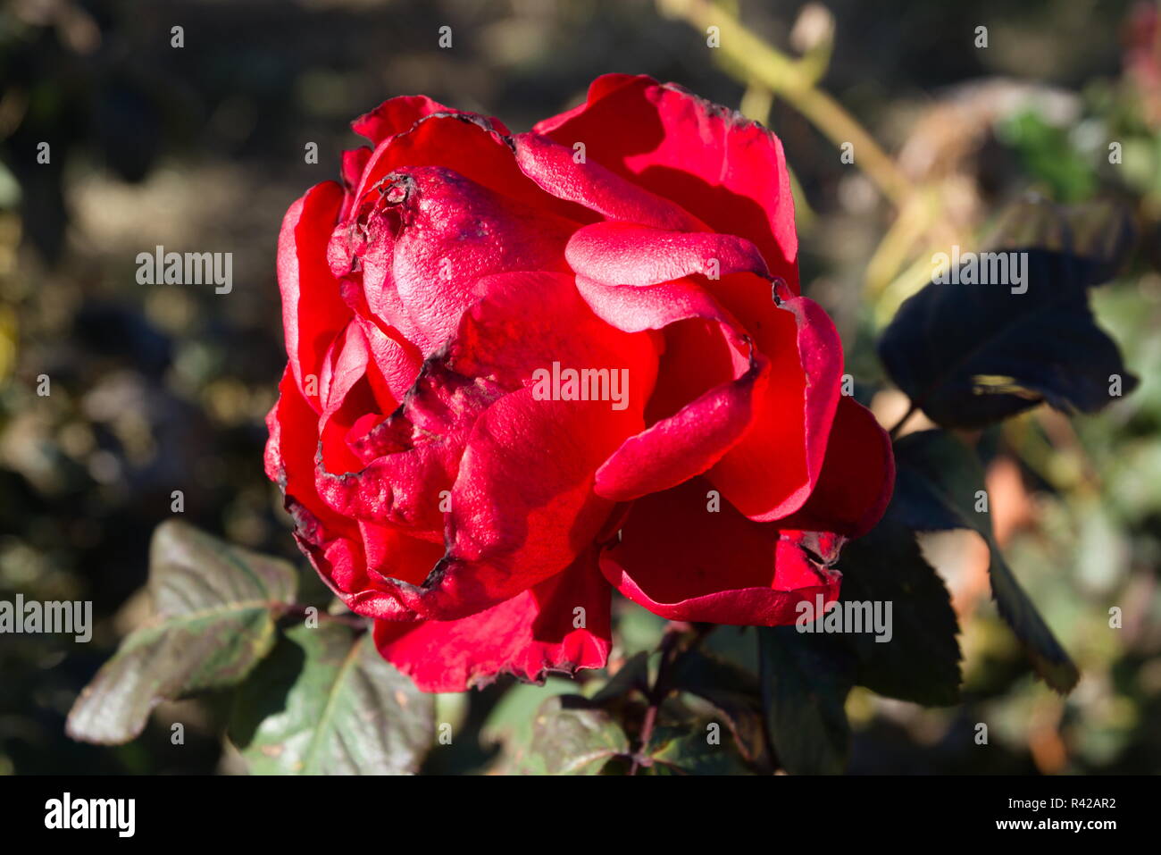A bright red rose in the sun. Stock Photo