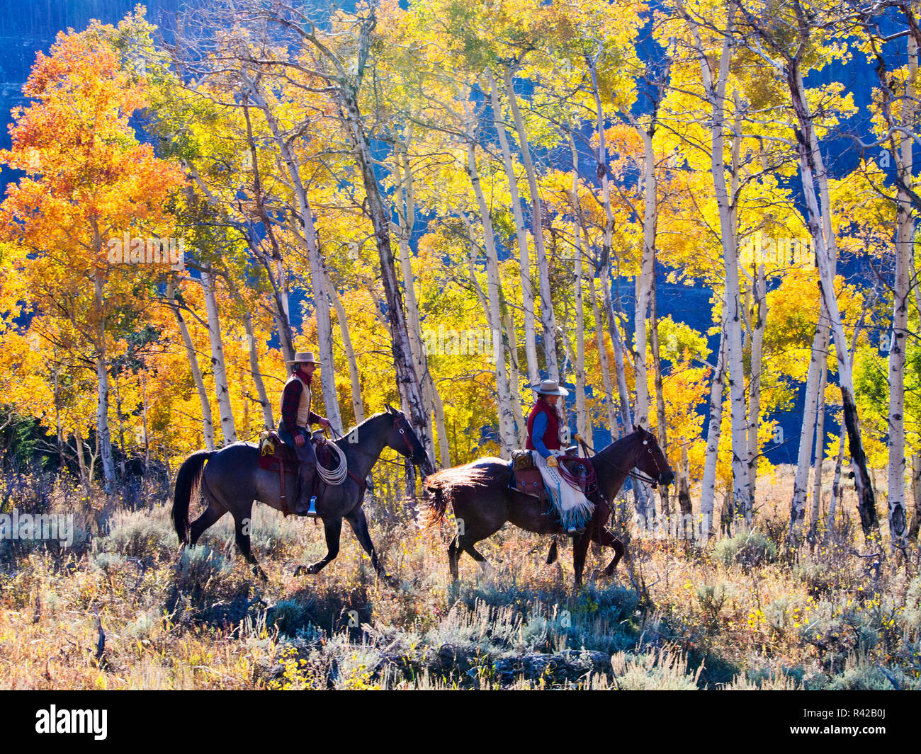 Cowboy riding horse in autumn hires stock photography and images Alamy