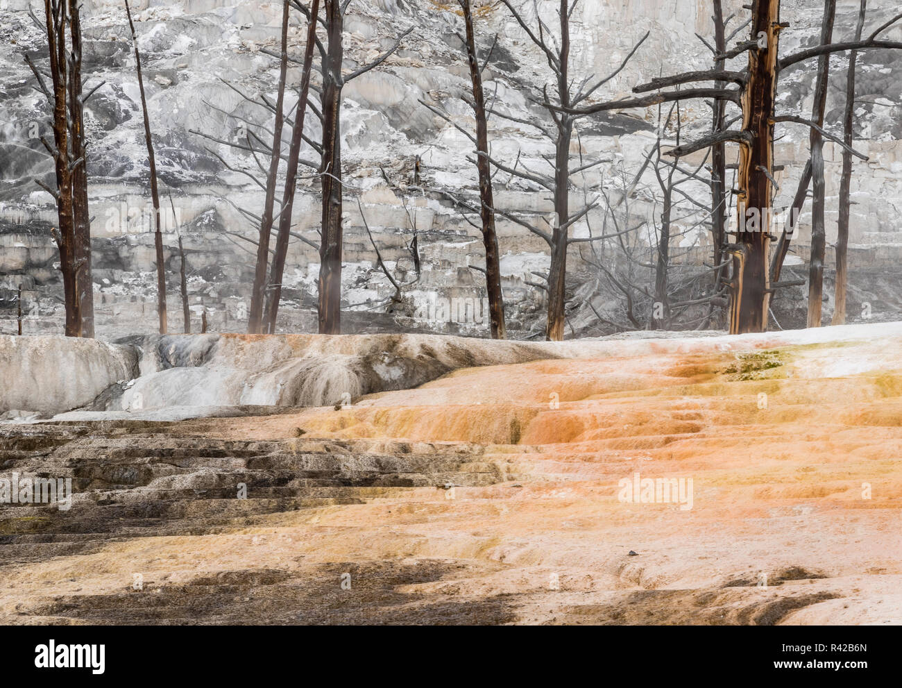 Geyser flow, stained with thermophilic microorganisms, overtake a forest grove, Mammoth Hot Springs, Yellowstone National Park. Stock Photo