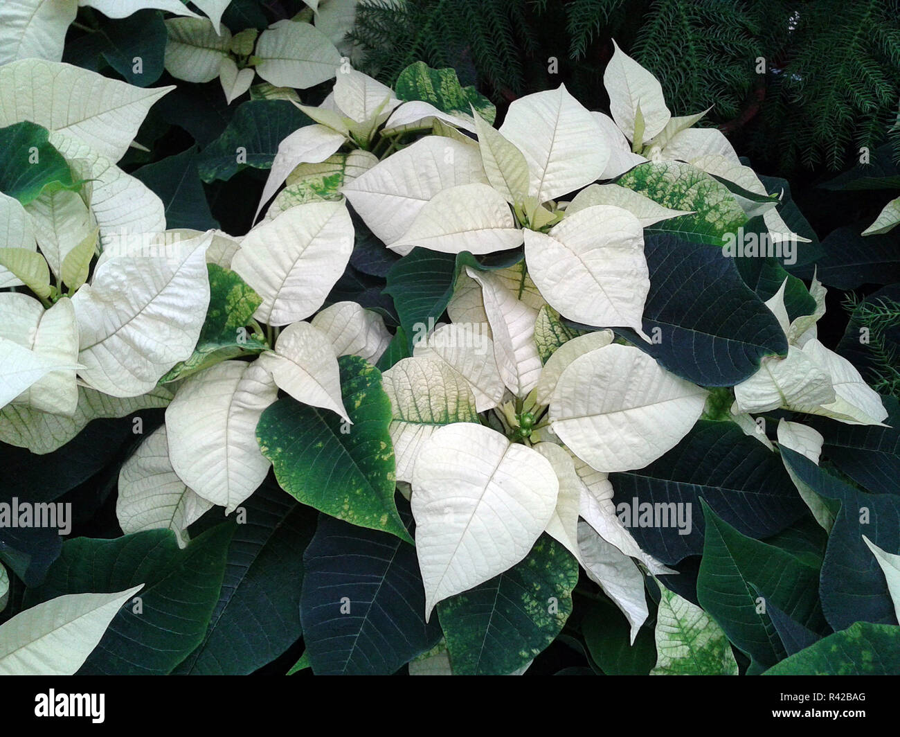 poinsettia,botany  euphorbia Stock Photo